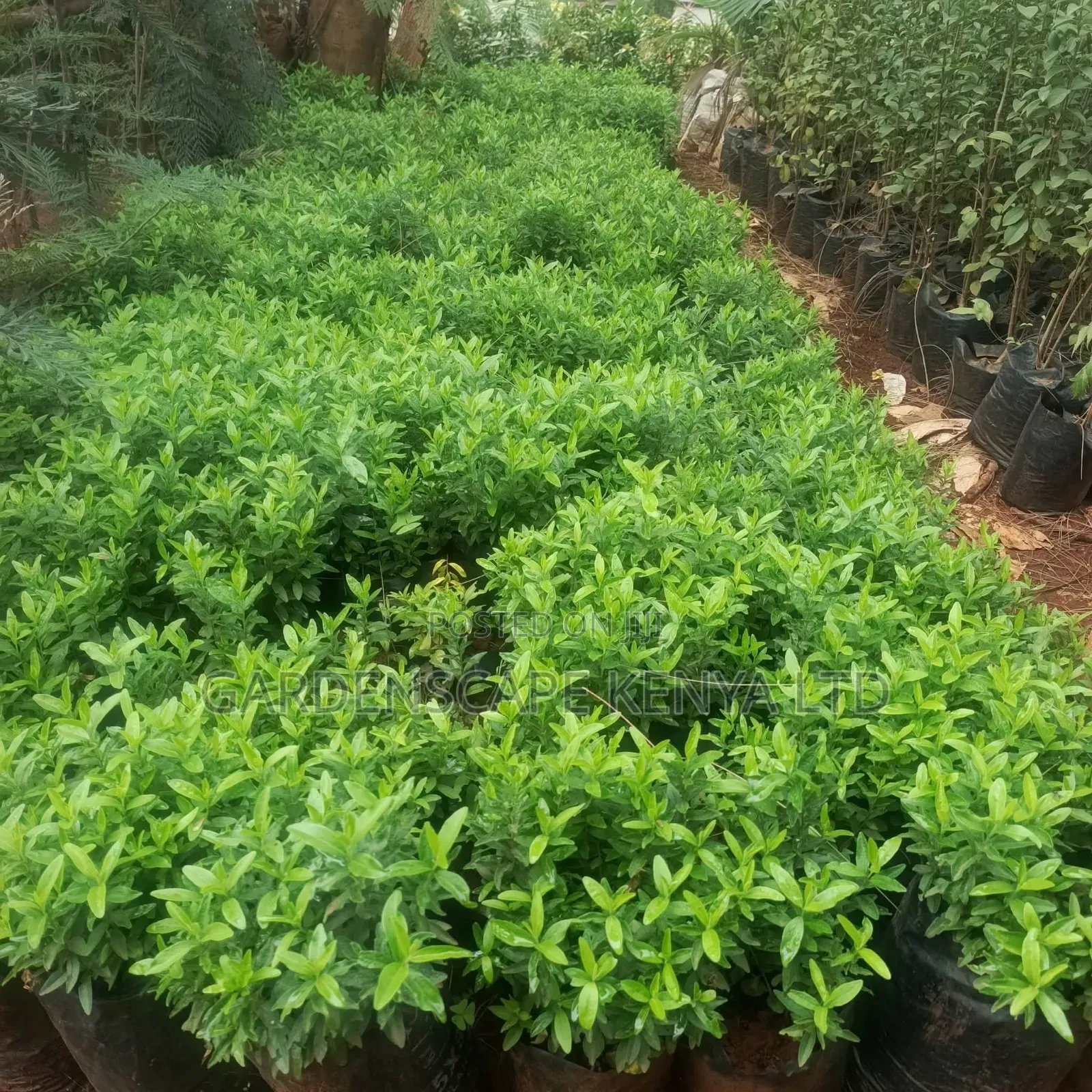 Kei Apple Seeds Seedlings.