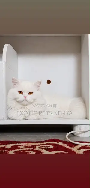 6-12 months Male Purebred Persian