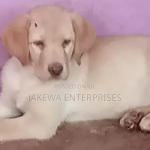 1-3 months Female Purebred Labrador Retriever