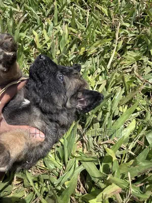 0-1 month Male Mixed Breed German Shepherd