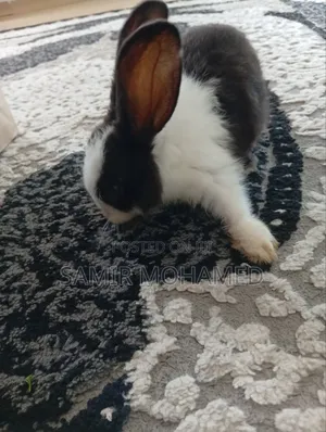 Rabbits Mombasa