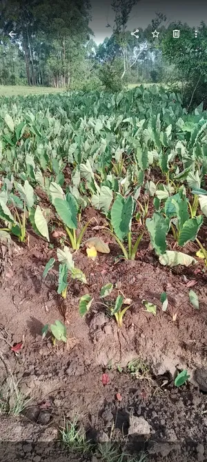 Arrow Roots (Yams,)
