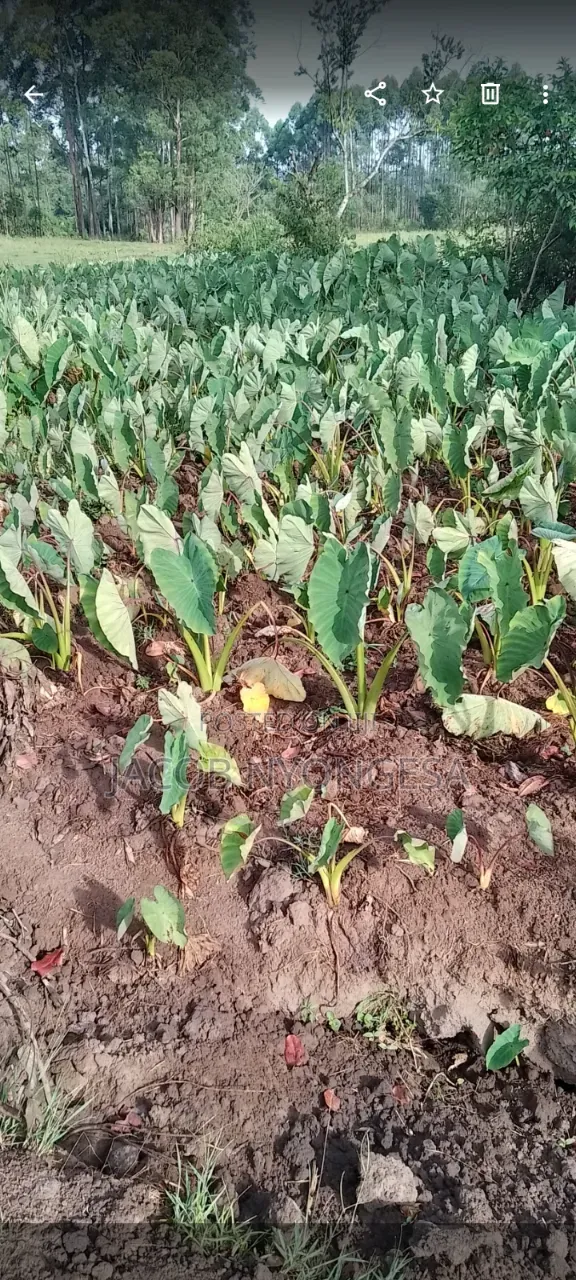 Arrow Roots (Yams,)