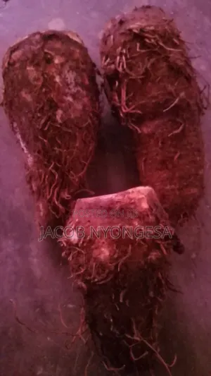 Arrow Roots (Yams,)