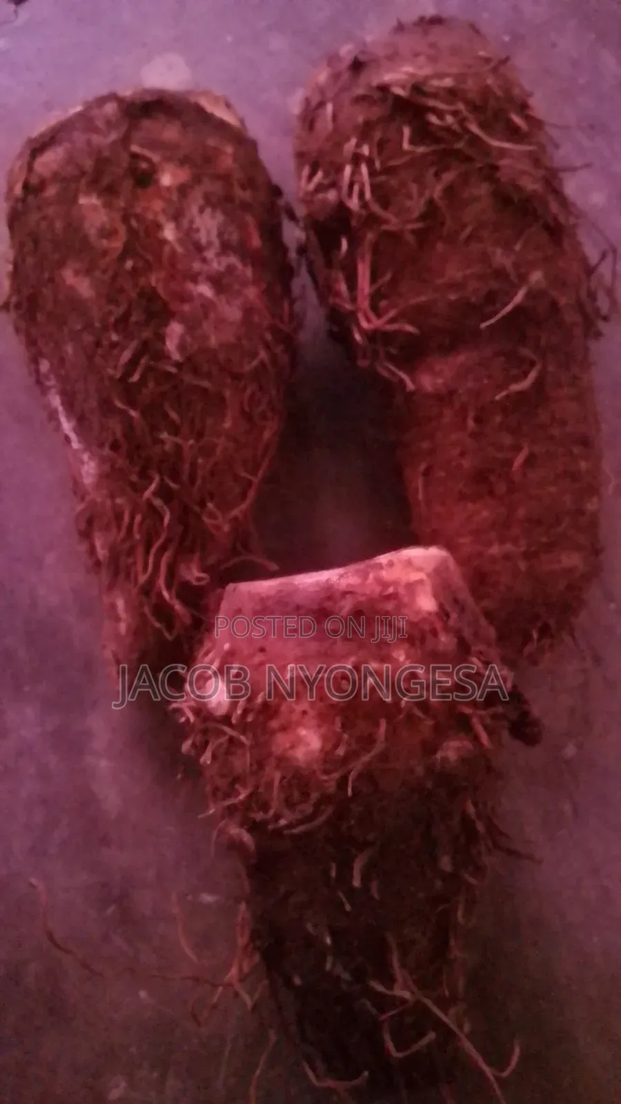 Arrow Roots (Yams,)