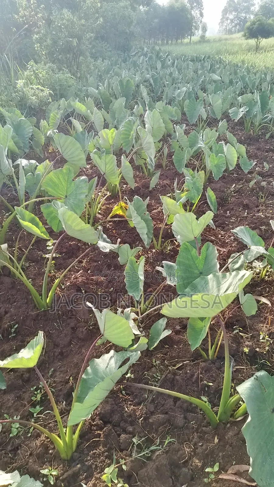 Arrow Roots (Yams,)