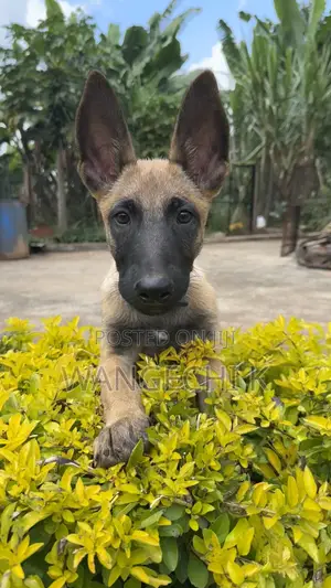 3-6 months Male Purebred Belgian Malinois