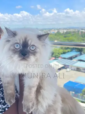 6-12 months Male Mixed Breed Persian