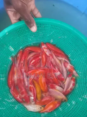 Pond Fishes, Goldfish