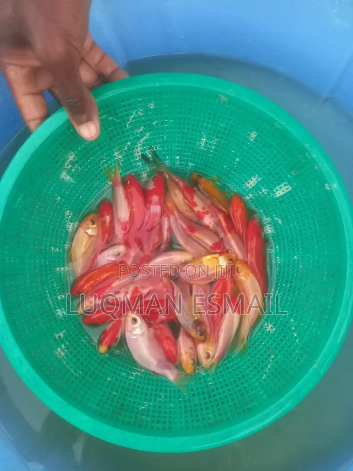 Pond Fishes, Goldfish