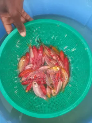 Pond Fishes, Goldfish