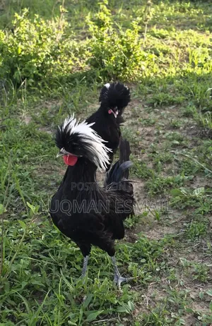 Crested White and Black Polish