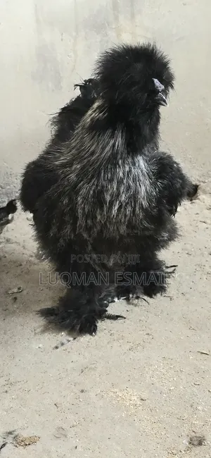 Polish Chickens Available