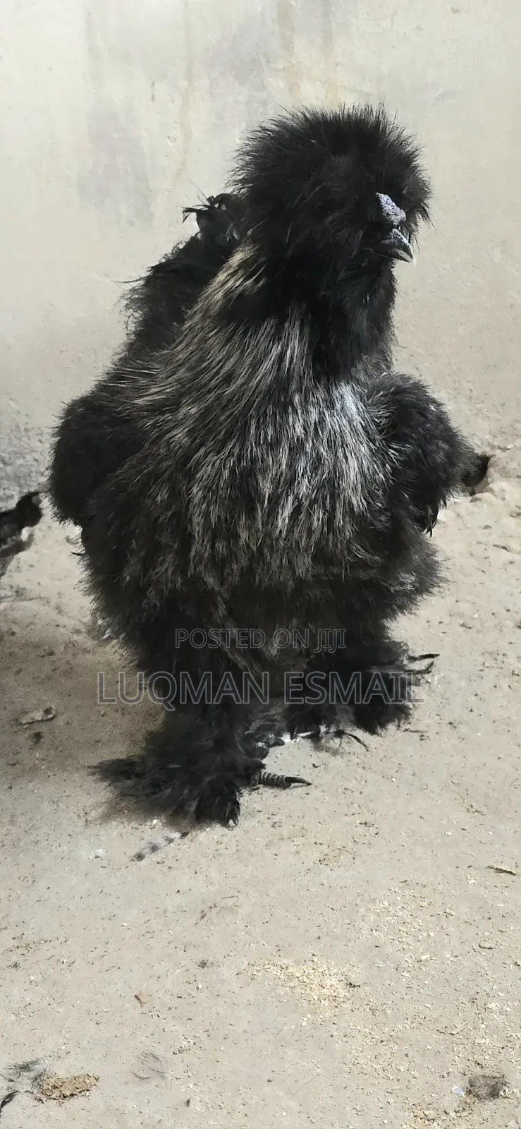 Polish Chickens Available