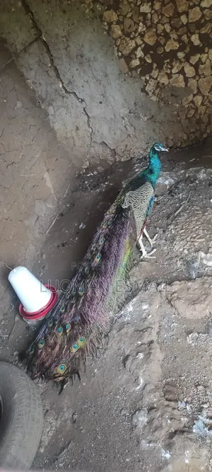 Peacock Male