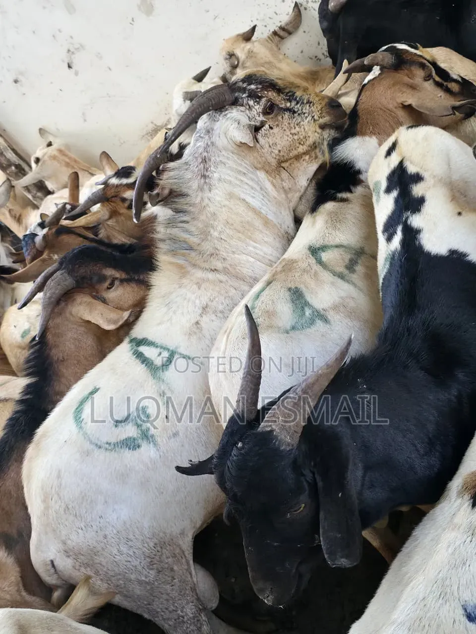 Beberu Available