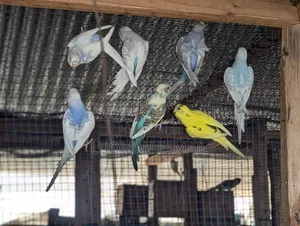 Budgies All Colours