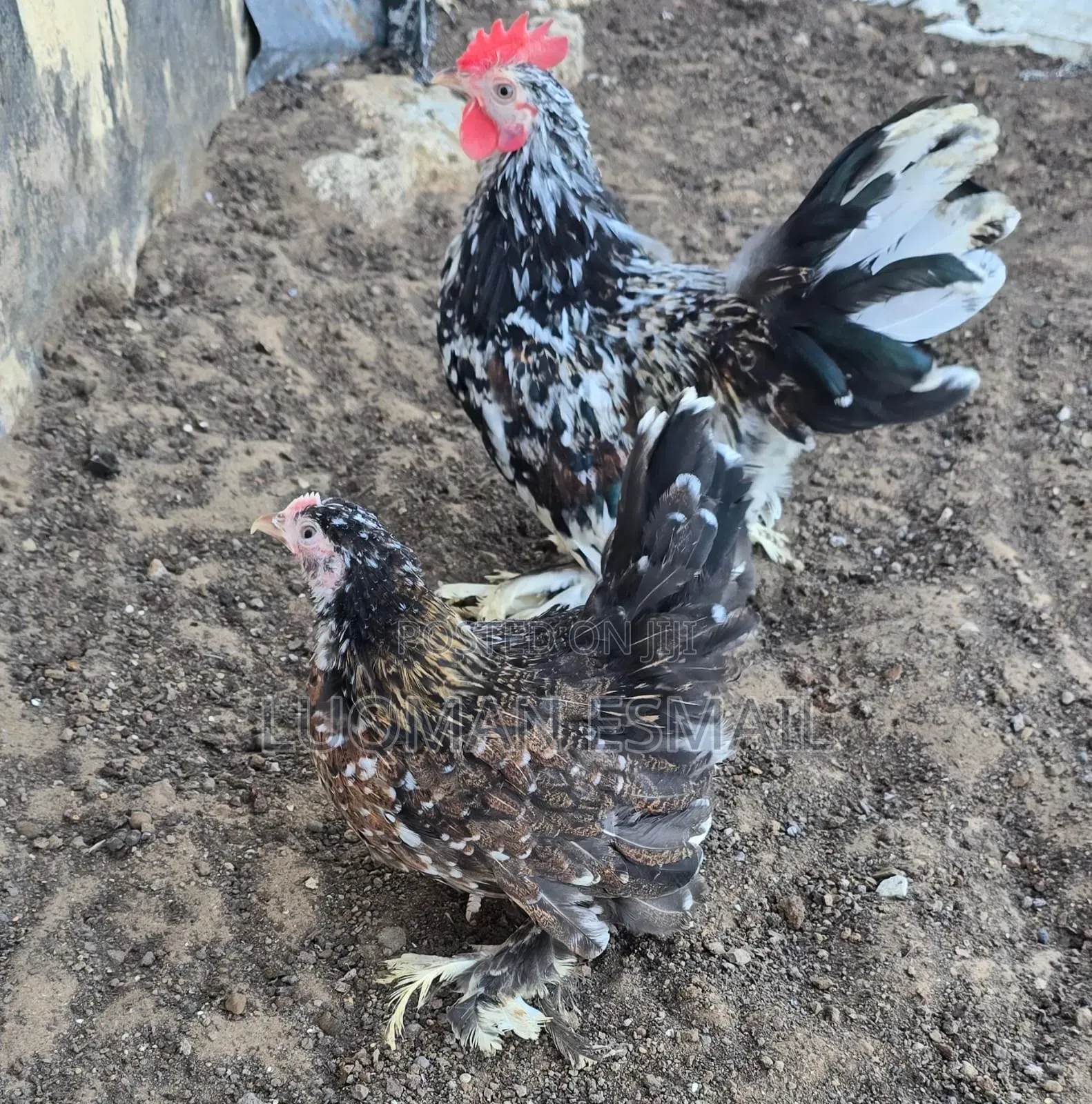 Molted Black Male