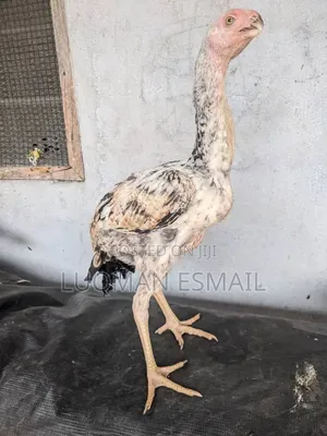 Kuchi Upcoming Female