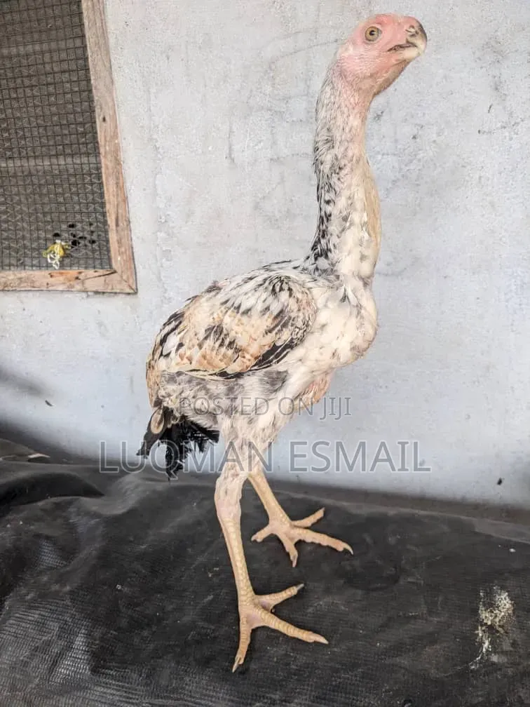Kuchi Upcoming Female