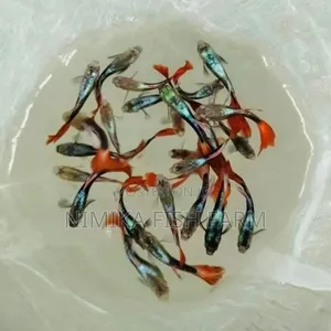 American Guppy