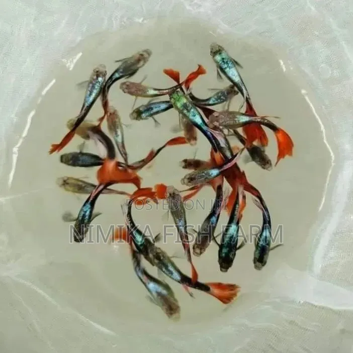 American Guppy