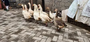 Geese and Goslings