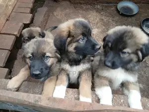 1-3 months Male Purebred Caucasian Shepherd