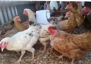 Poultry Farming