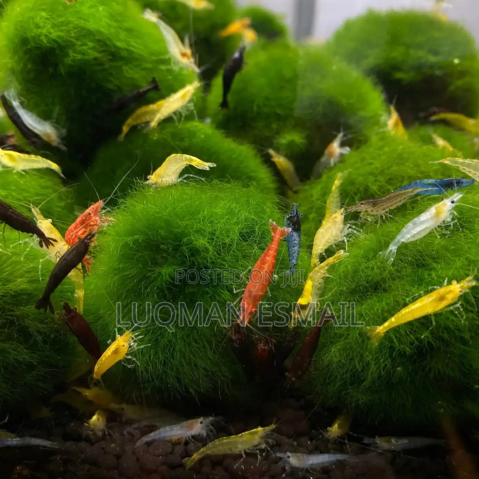 Cherry Shrimps Available