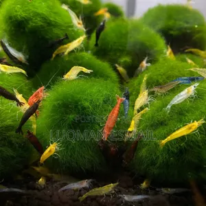 Cherry Shrimps Available