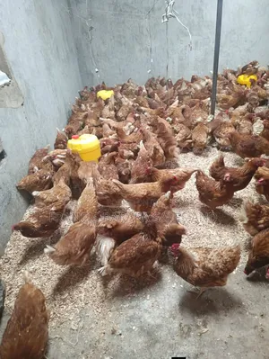Poultry Products