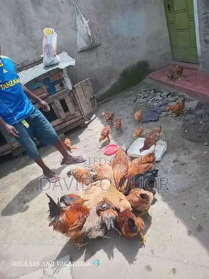 Chicken Farmer