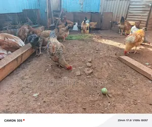 Kienyeji Chicken for Meat