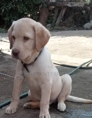 1-3 months Male Purebred Labrador Retriever