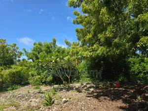 Jacaranda Watamu
