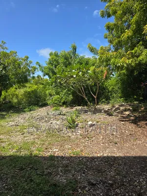 Jacaranda Watamu