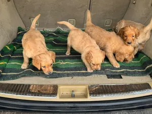 1-3 months Male Purebred Golden Retriever