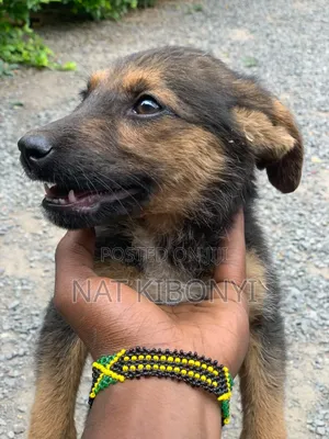 1-3 months Female Mixed Breed German Shepherd