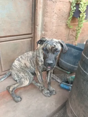 6-12 months Female Purebred Boerboel