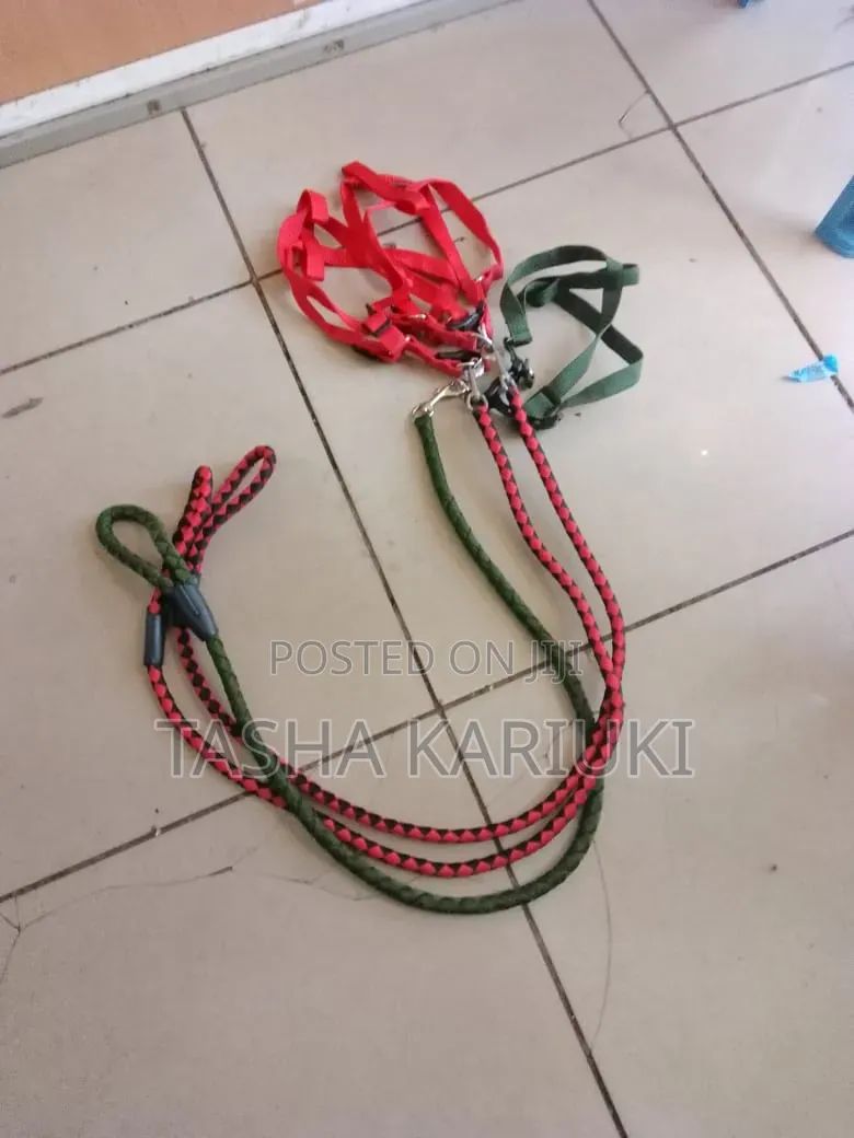 Medium Size Dog Leash