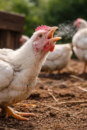 Broiler Chicken