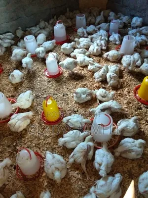 Broiler Chicken