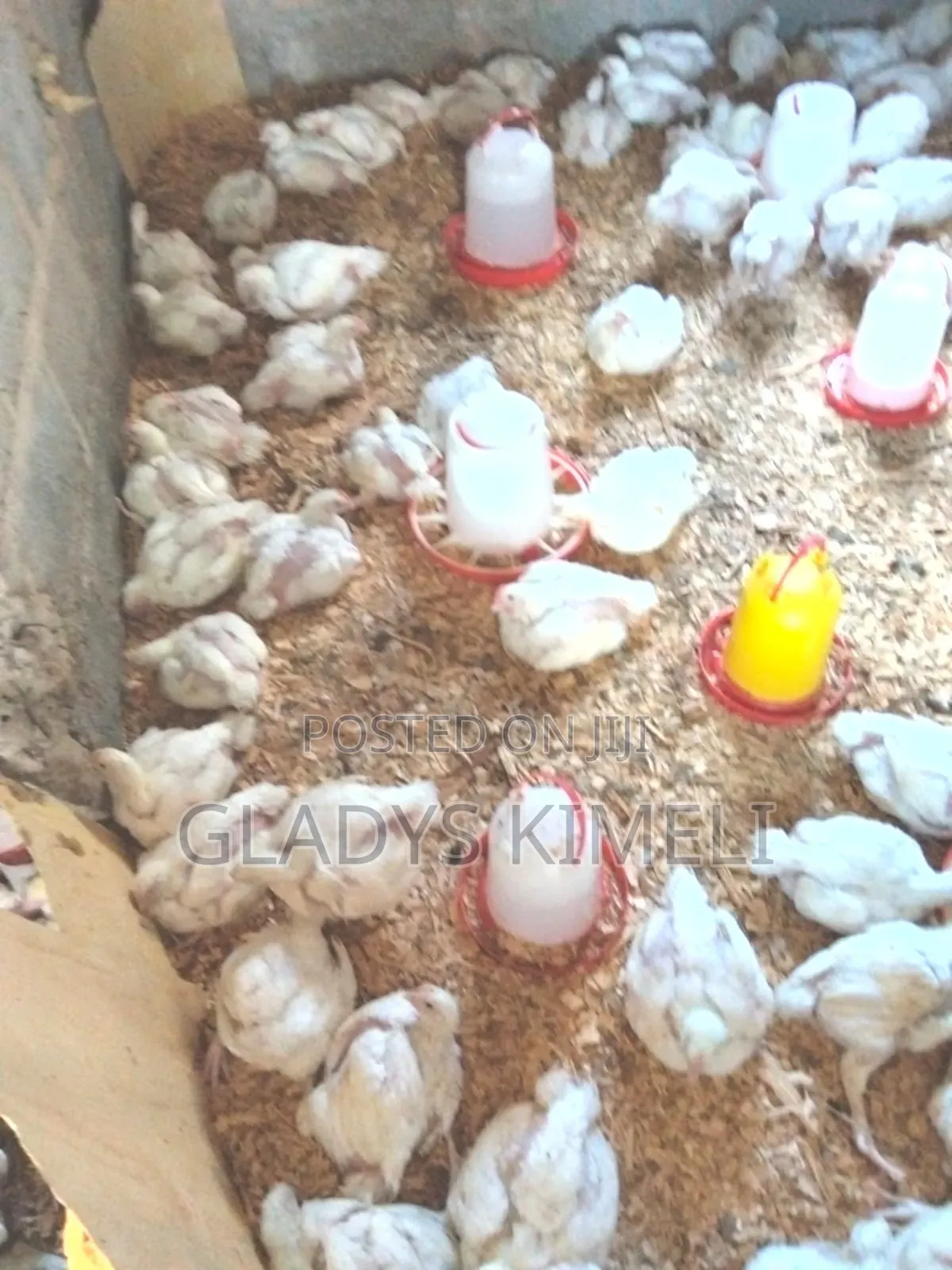 Broiler Chicken