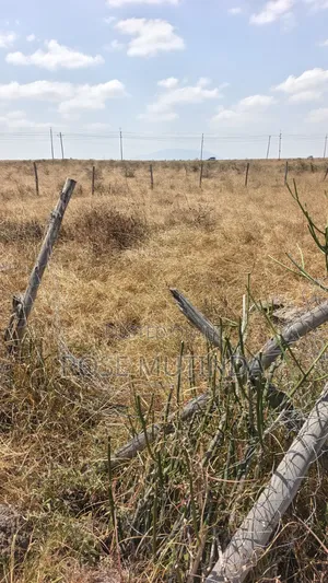 50by 100 at Malaa