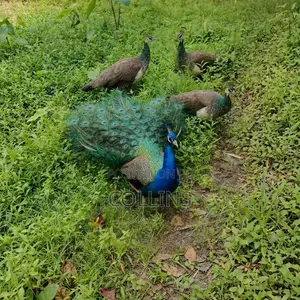 Peacock Breeding Pairs Available for Sale. Worthwhile Investment.
