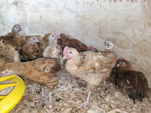 Mwamogusii Poultry Farm and Hutchery Products