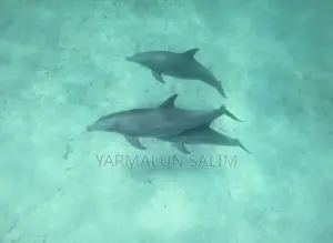 Wasini Al-Badru Ocean Tour