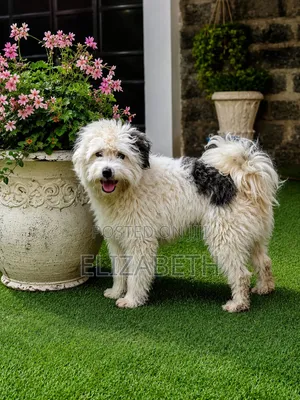 6-12 months Male Purebred Maltese