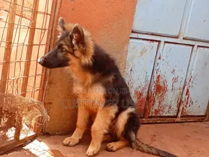 6-12 months Male Purebred German Shepherd